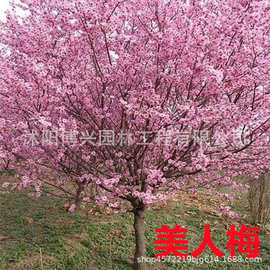 美人梅树苗基地批发梅花树种植梅花苗木带土包装美人梅花树