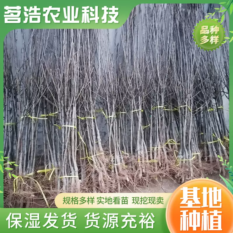 山东基地长期现货批发多种规格梨树苗 香甜多汁秋月梨果树苗
