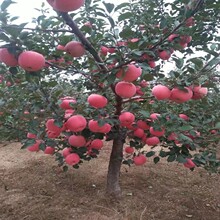 冰糖心苹果树苗红富士苹果苗红肉苹果庭院种植盆栽苹果苗当年结果