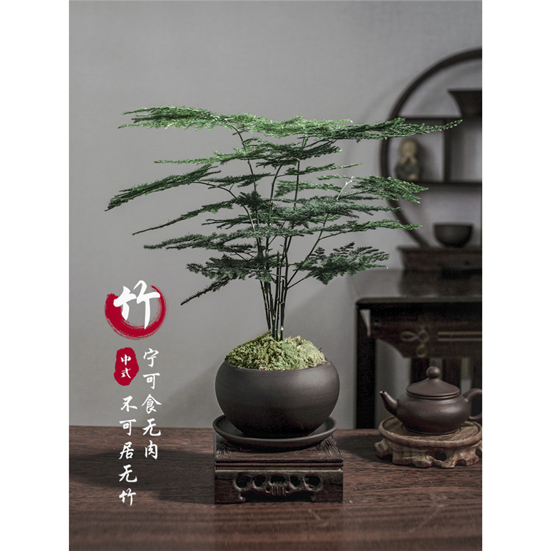 Asparagus Potted Plants Indoor Living Room Chinese Zen Bonsai Easy to Grow Green Plants Office Ornaments High-End Florals
