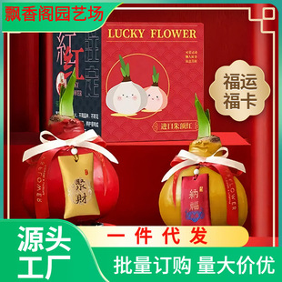 Dropshipping Imported Amaryllis Red Wax Ball Double-Petaled Bulb Gift Box Indoor Balcony Green Plant New Year's Eve Company Gift