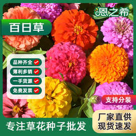 百日草种子百日菊花籽四季开花好种易活花海旅游美丽乡村绿化草花