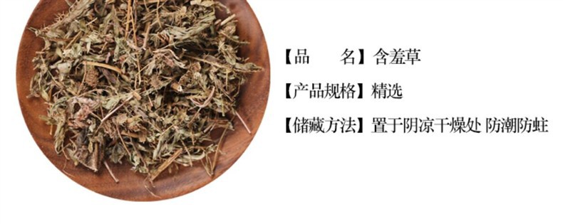 Wild Mimosa Herb Han Xiu Cao 500g Dried Sensitive Plant Whole Herb Traditional TCM Botanical overview