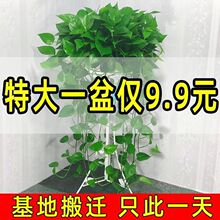 360绿萝盆栽批发大叶长藤室内花卉植物特大盆绿箩家养水培绿植