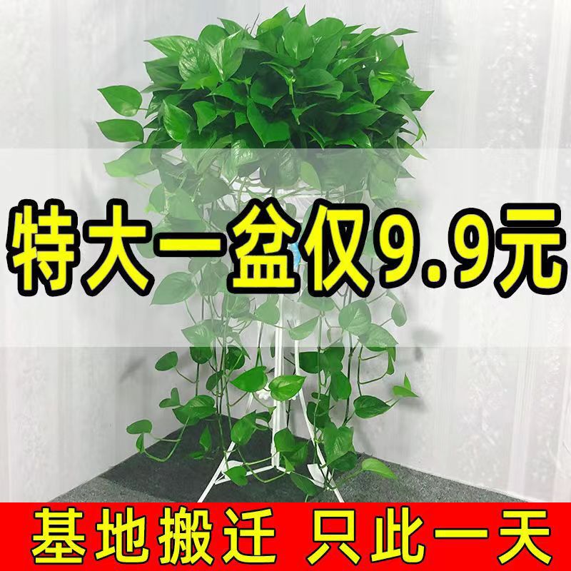 360 Green Radish Potted Wholesale Large-Leaf Long-Vine Indoor Flower Plants Extra-Large Pot Green Basket Domestic Hydroponic Green Plants 360 Green Radish Potted Wholesale Large-Leaf Long-Vine Indoor Flower Plants Extra-Large Pot Green Basket Domestic Hydroponic Green Plants