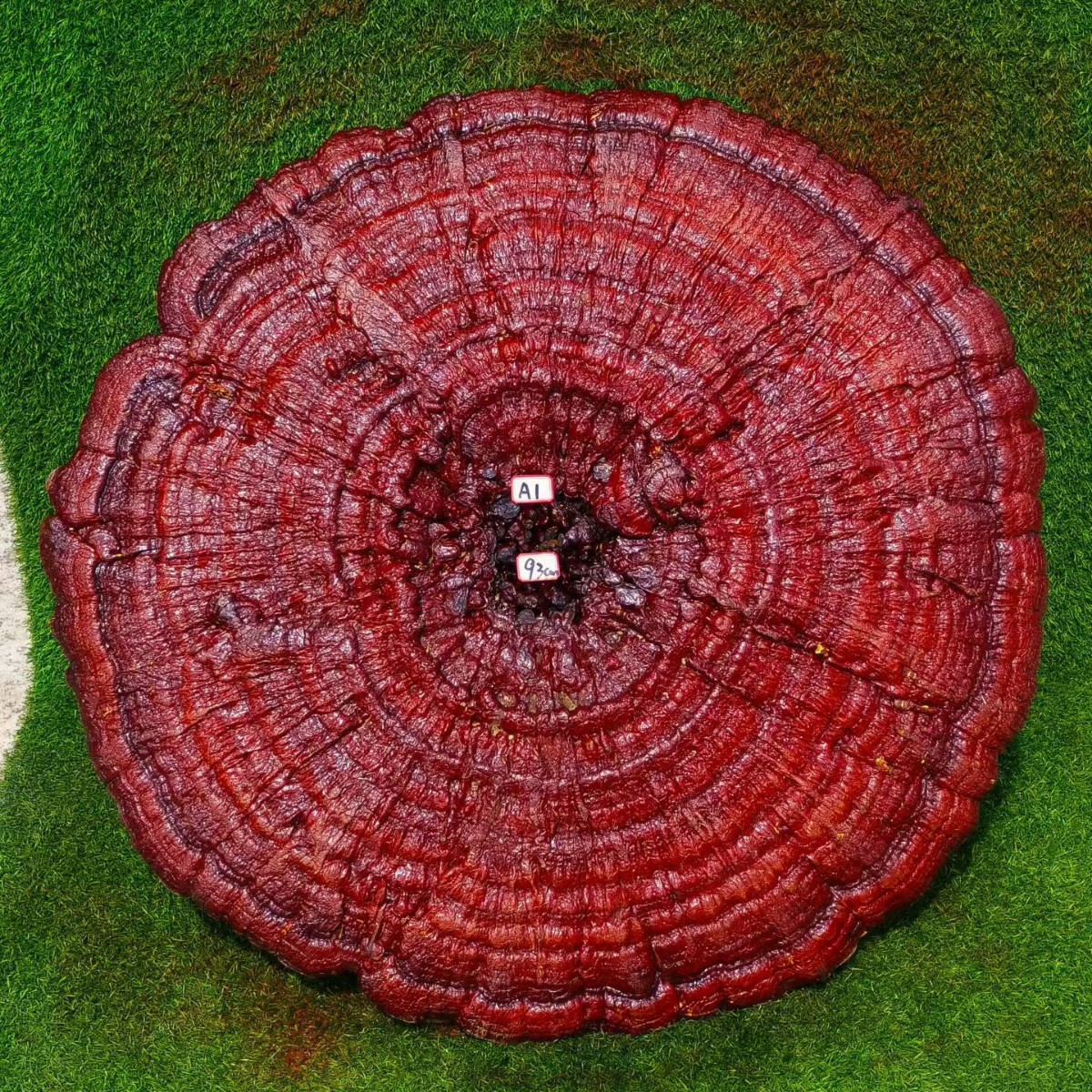 Large Purple Reishi Mushroom Display Piece 95cm Ling Zhi Ornamental Bonsai for Home and Entryway key features