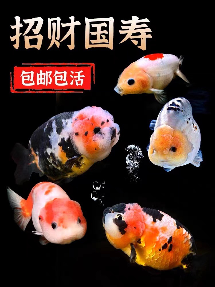 兰寿金鱼活鱼精品纯种潘氏兰寿活体观赏鱼小金鱼练手兰寿鱼小鱼苗