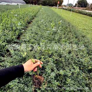 ӭ������ �@�־G��������Nֲ����  ����ӭ�������S÷���������l