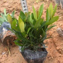 С�~���������� С�~���������� �V�|��ɽ����ֱ��������