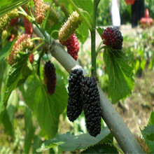 ɣֱؘllϱNֲƤɣԵdͥԺ