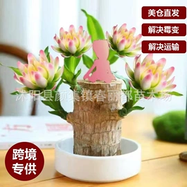 种子;灌木;乔木