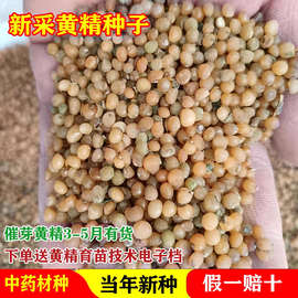 鸡头黄精中药材老虎姜滇黄精姜型多花不倒苗黄精野生种子种植批发