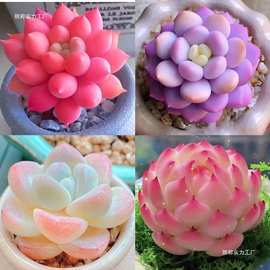 新品多肉套餐红蜻蜓泡芙红蜻蜓侧影植物好养室内阳台办公室盆栽