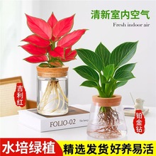 �K���ˮ��ֲ�Ｊ���t�����f������B��Gֲ�߼��п͏d�����k����