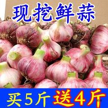 紫皮蒜2023新鲜多瓣10斤当季大蒜农家蔬菜红皮蒜头湿一件批发代发