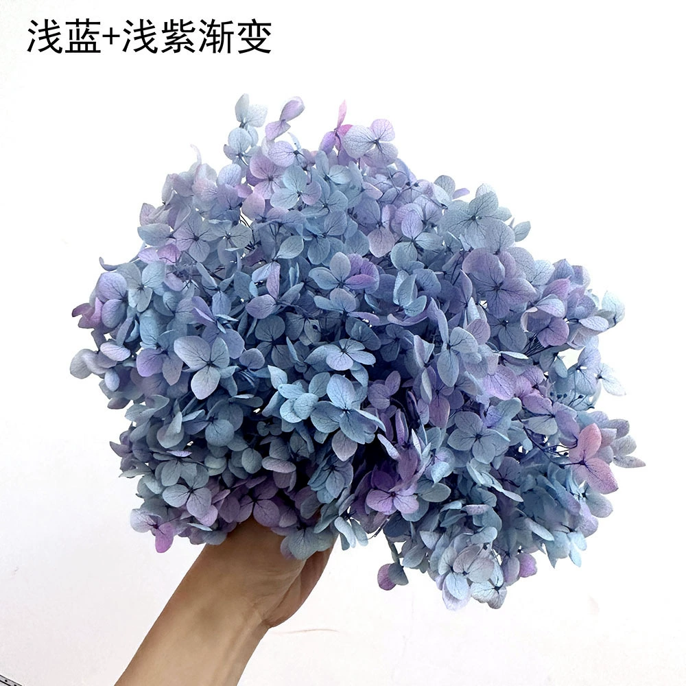 [Вечная Life Flower Hydrangea] Анна Градиентный цвет Лист Hydramid Книга цветов оптом DIY цветочная коробка материал для просмотра
