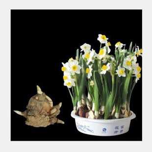 Narcissus Bulbs, Hydroponic Potted Single-Petaled and Double-Petaled Green Plants, Narcissus Bulbs, Soil Culture, Hydroponic Culture, Blooming in the Same Year