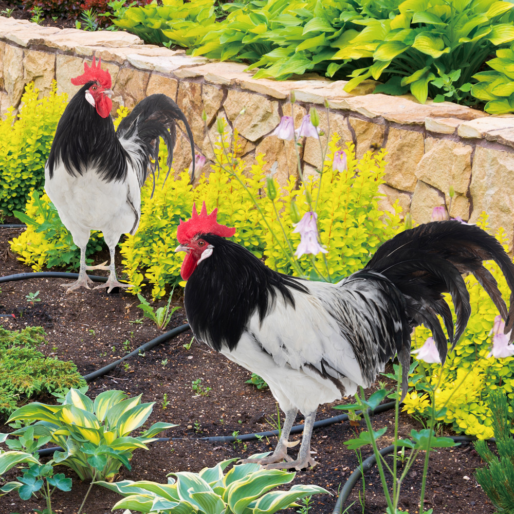 YKLU247 Acrylic Chicken Outdoor Yard Stake Garden Landscape Garden Yard Art Dual-Sided Pattern Decorative Stake