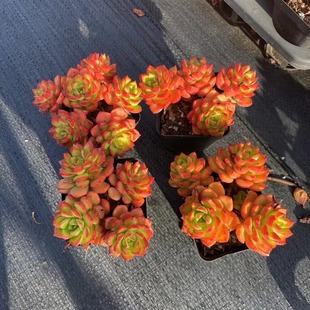 Large Succulent Plant Flame Tia Old Pile Rare Variety Expensive Succulent Plant Flower Succulent Potted Green Plant