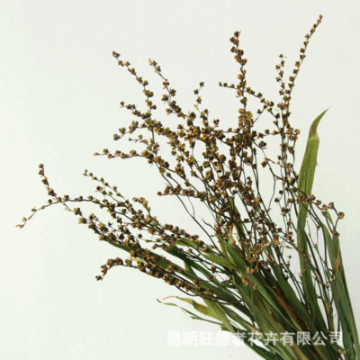 狂想者工厂批发火焰兰果自然干花干枝干果束室内家居装饰插花