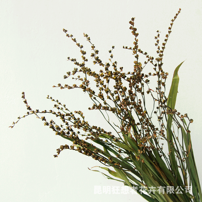 狂想者工厂批发火焰兰果自然干花干枝干果束室内家居装饰插花