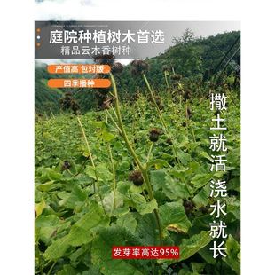 �²��ľ��N�����ͳ���ͥԺ�r�I�ķNֲҰ��ľ��N��