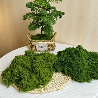仿真苔藓草皮仿生人造假青苔微景观布置摆件草坪盆景盆栽铺面造景