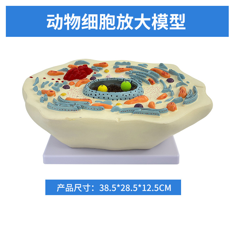 ����ֲ��ϸ��ģ����΢�ṹ����ģ������ϸ��Ĥϸ����ϸ����������