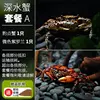 [Deep Water Package A] 1 leopard spot crab + 1 micro-colored violet, carapace size 2~3c