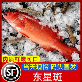 东星斑 新鲜深海鱼【爱心鱼满舱一件代发直播】