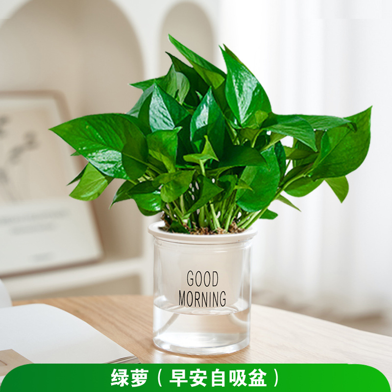 포토스(굿모닝 냄비) + 영양액