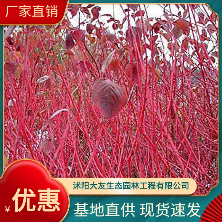 Озеленение цвета Машиностроение Завод Базовые поставки Рассада красного дерева