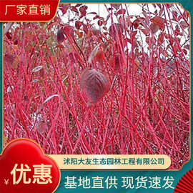 彩色绿化工程植物 基地供应红瑞木小苗 凉木树苗 红桎木苗