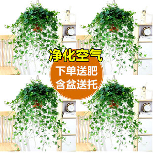 ��߅����������ˮ�໨��ֲ���҃ȴ����m�Gֲ���B�����L����
