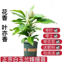 白兰花盆栽花卉植物室内玉兰树苗带花苞四季开花浓香型黄角兰好养