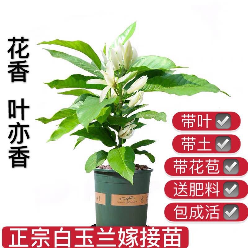 白兰花盆栽花卉植物室内玉兰树苗带花苞四季开花浓香型黄角兰好养