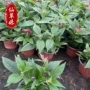 盆栽植物花卉满天星花苗