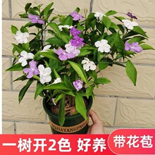 �pɫ�x�����������ļ����ܾGֲ�����҃�ͥԺ���d�̨���B��