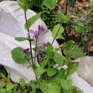 ���l�����m�N�� �����m�ֽ��T��� �����m��һ���������ݱ�