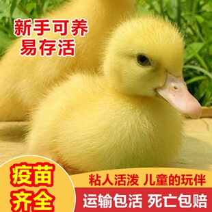 � �����С�S�����w����W�t�����̿��_���� �����ֳ������Z