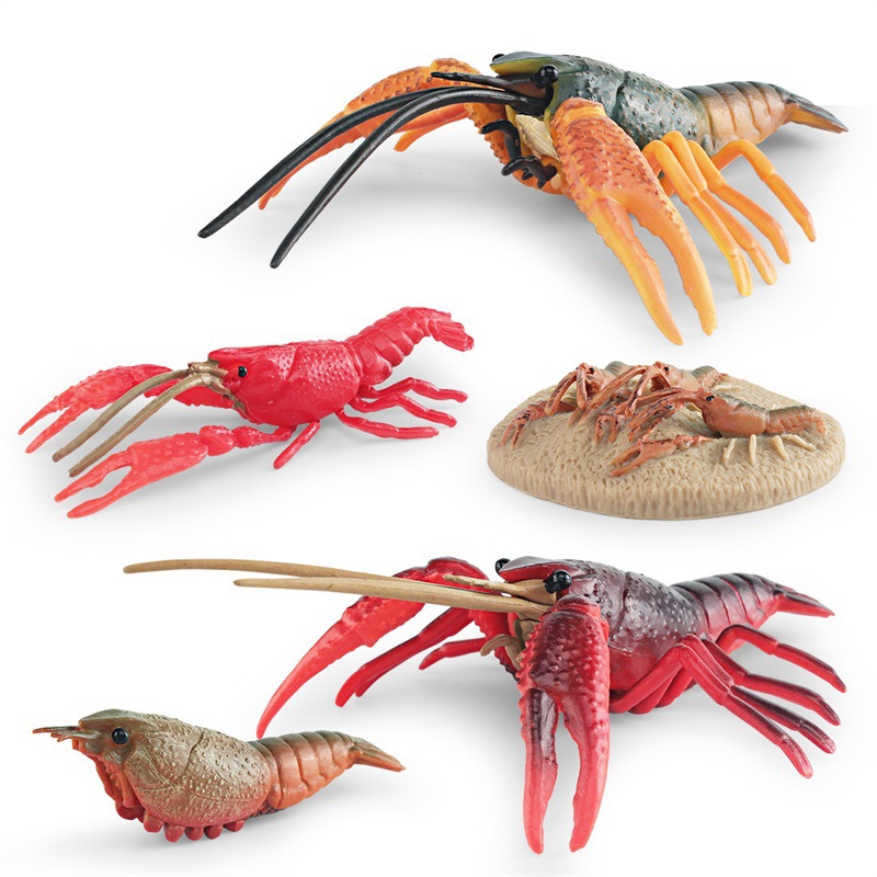 Simulación de exportación transfronteriza animal marino modelo de ciclo de crecimiento de langosta proceso de crecimiento de cangrejos de Río decoración estática juguete
