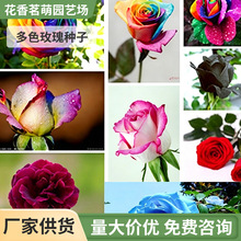 红玫瑰花种子 绿植盆栽花卉鲜花种子盆栽地栽四季种子玫瑰种200粒