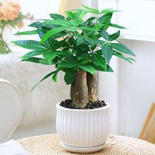 发财树盆栽植物室内花卉植物室内花绿植室内客厅树好养小盆栽批发