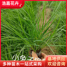 ���l�G�����~С������β�݈@���^�p����ݻ���β��������G������