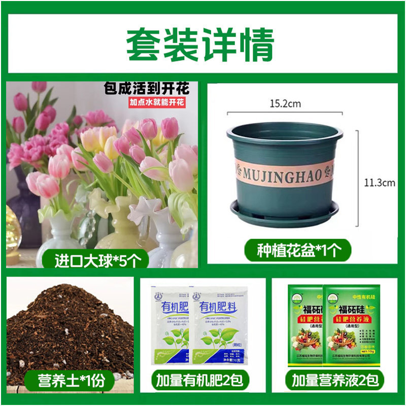 Soil cultivation kit: mixed tulip 5 large bulbs + 2 nutrient solutions + 2 fertilizers + flower pot + nutrient soil