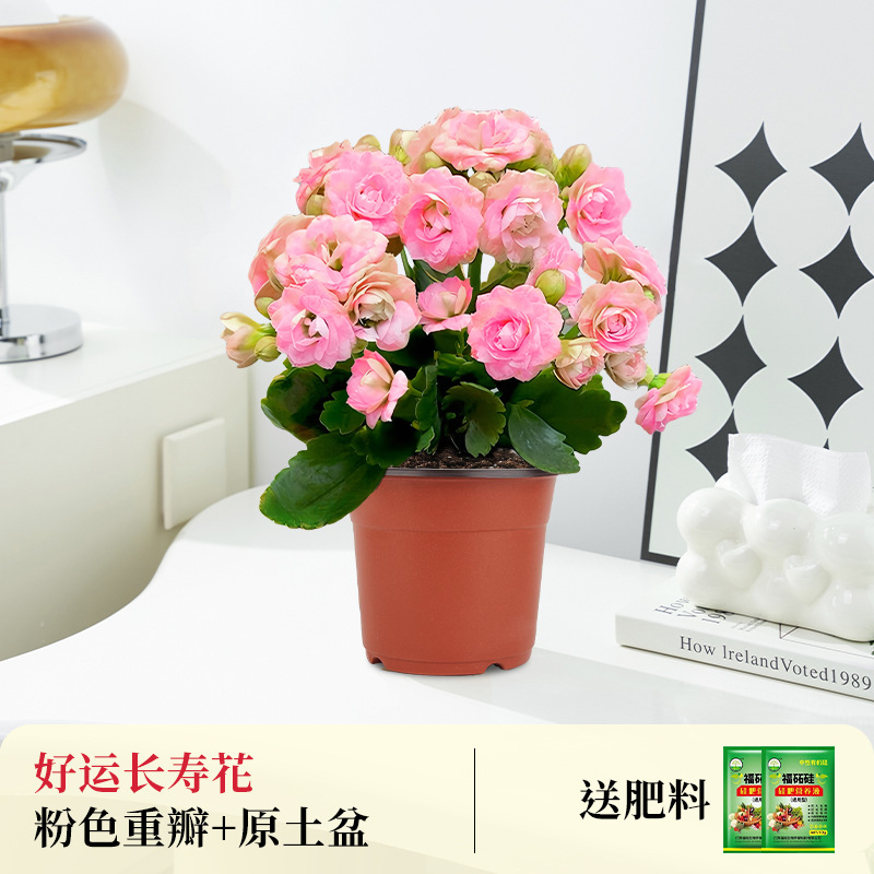 [핑크 더블] 행운장수화(오리지널 흙냄비) + 무료비료(꽃이 있는 고급)