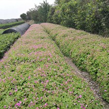 �������l�t���ݼt���m�{�ݷN��ͥԺ�ر�ֲ��G����ľ���ݻ�