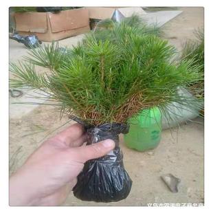 ���غ�������С���Ƥ��С��G����ľ�������l��ɽ�G��ͥԺ��ֲ��