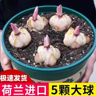 Imported Double-Flowered Perfume Lily Bulbs 5 Four-Season Flowering Indoor Balcony Potted Florals Easy-To-Live Plants Cold-Resistant