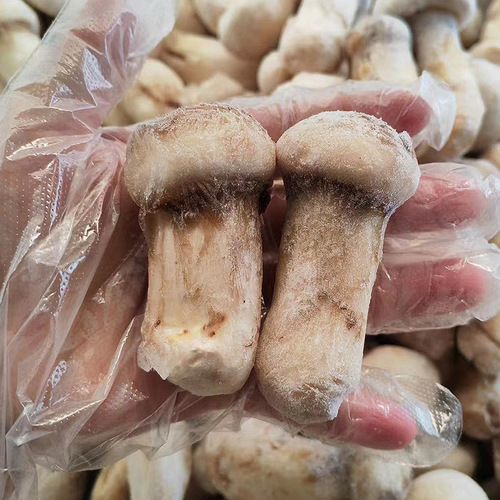 Fresh frozen matsutake, delicious bulk frozen matsutake, direct supply from Yunnan Plateau, dry goods, mushroom origin wholesale and delivery